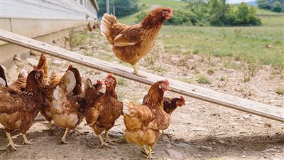 «الزراعة»: تحصين 2.3 مليون طائر ضد مرض إنفلونزا الطيور