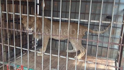 إغلاق حديقة الحيوان والحدائق الإقليمية بالمحافظات.. لهذا السبب