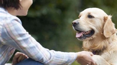 «الكلاب» ربما تنقذ مرضى السكر من الموت.. اعرف السبب