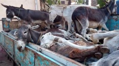 الأردن تنشئ أول بنك وراثي للحمير لحمايتها من الانقراض 