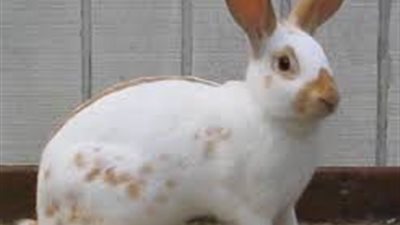 بالفيديو.. كيفية علاج «تساقط الشعر» عند الأرانب