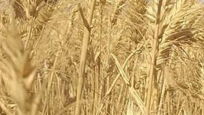 توريد 80 ألف طن قمح إلى صوامع محافظة الغربية