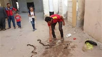 انتبهوا للعقارب والثعابين.. الدفاع المدني يحذر من هذه الأشياء الخطرة مع ارتفاع درجات الحرارة