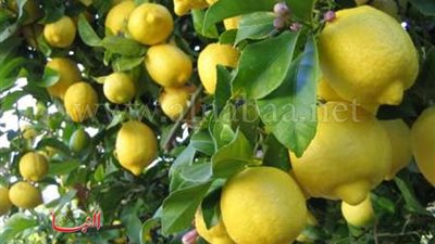 الغرفة التجارية: العواصف الترابية سبب ارتفاع أسعار الليمون