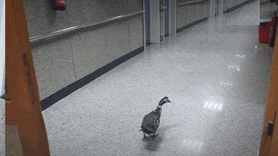 إحالة شركتي الأمن والنظافة للتحقيق بسبب وجود بطة بقسم التوليد بجامعة كفر الشيخ