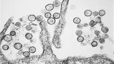 الصين تُعلن عن اكتشاف فيروس جديد