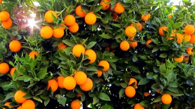 بالفيديو.. مصر تنجح في فتح أسواق البرازيل ودول أمريكا الجنوبية أمام «الموالح»