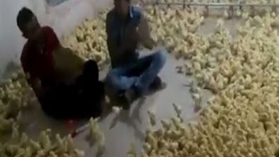 شاهد.. صاحب مزرعة يجمع 