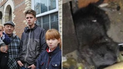 أسرة بريطانية تعيش مع الفئران !