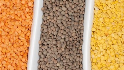 د.بهاء ناجي:العدس لعلاج الأنيميا وضعف التركيز