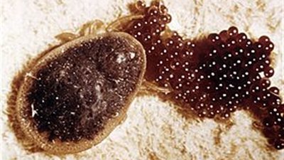 بالفيديو.. طريقة التخلُص من بق الفراش نهائيًا