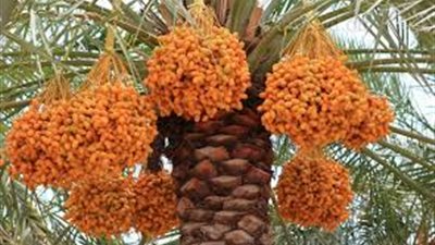 تعرف على فوائد 