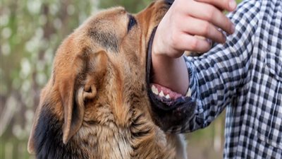 في اليوم العالمي للسعار.. ما هو داء الكلب وطرق علاجه؟