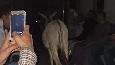 صاحب «واقعة الحمار» بالأقصر يطلب هذا الأمر من شيخ الأزهر