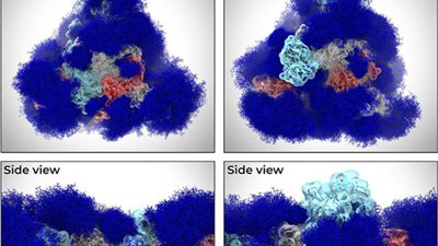 ثقب بالرئة وعجز في الحركة.. أستاذ فيروسات يكشف آثار كورونا الخطيرة