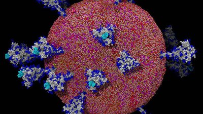 أكسفورد: فرصة طرح لقاح كورونا قبل نهاية العام الحالي ضئيلة