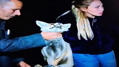 فيديو| «لم ترحم دموع التعلب».. ريهام سعيد في رحلة صيد وتعذيب حيوانات على الهواء