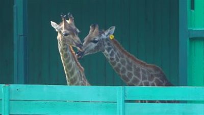 تفاصيل وفاة 