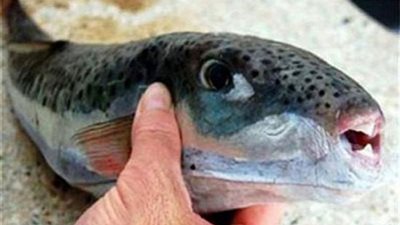 «وجبة سمك» تقتل طفلة وتصيب 7 أفراد من عائلتها بـ«التسمم».. وأطباء: هذا النوع من السمك «سام»