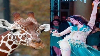 راقصة شهيرة تتراجع عن اتفاقها مع الزرافة 