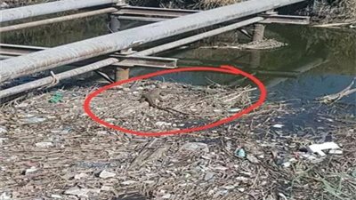 طلع من الترعة.. «البيئة» تفجر مفاجأة بشأن ظهور تمساح في أسيوط
