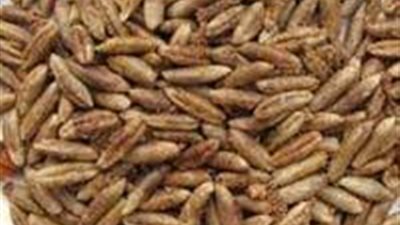 احذر.. لا ترمي 