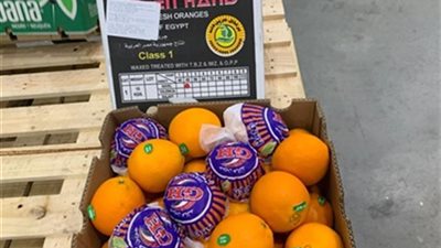 «التجارة» تعلن تصدير أولى شحنات الموسم الجديد للبرتقال المصري إلى البرازيل