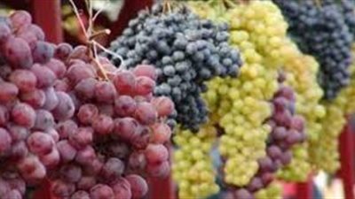 لن تتخيلها.. فوائد مدهشة للعنب تدفعك لتناوله يومياً