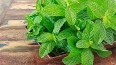 لن تتوقعها..فوائد مذهلة لصحتك عند تناول النعناع الأخضر 