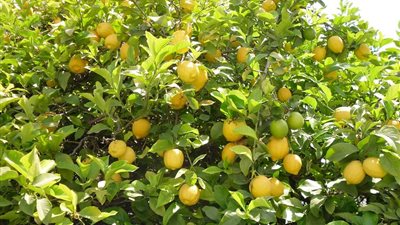 بالفيديو.. فريق من «زراعة» جامعة السادات ينقذ زراعات الليمون بالبحيرة من فطر «التصمغ»