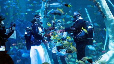 زوجان من بريطانيا يقيما حفل الزواج تحت الماء مع أسماك القرش