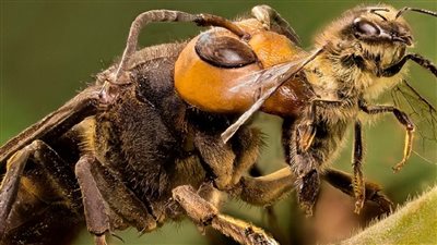 فيروس نادر يحول النحل لحيوانات مفترسة