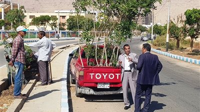 بتوجيهات من محافظ سوهاج.. تفاصيل زراعة 650 شجرة بشوارع حي الكوثر