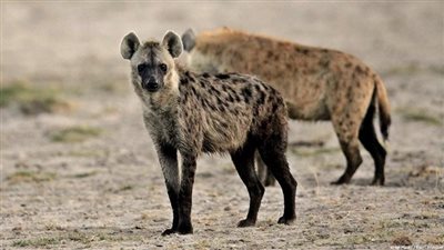 أمريكا تسجل أول إصابة للضباع بفيروس كورونا في العالم