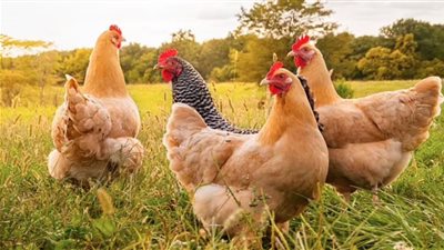 بعد كورونا.. انفلونزا الطيور تعود من جديد !