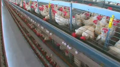 أسعار الدواجن اليوم الجمعة 12 - 11 - 2021