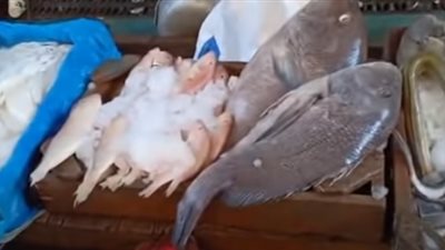 أسعار السمك اليوم الجمعة 12 - 11 - 2021