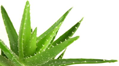 «10» فوائد مذهلة لاستخدام «الصبار».. إليك تفاصيلها 