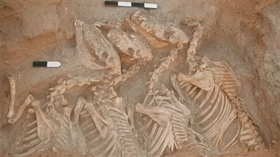 دراسة أثرية تكشف: الحصان كان أصله حمار وتم تهجينه