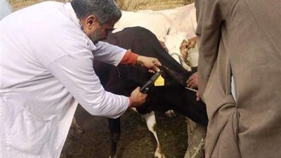 خطة محافظة الشرقية لمواجهة الأمراض التي تهدد الماشية