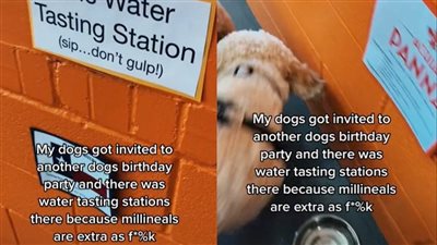 حفلة عيد ميلاد كلب على تيك توك تحصد ملايين المشاهدات