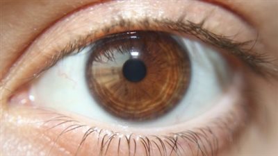 أبرز الأطعمة الشتوية المفيدة لصحة العين