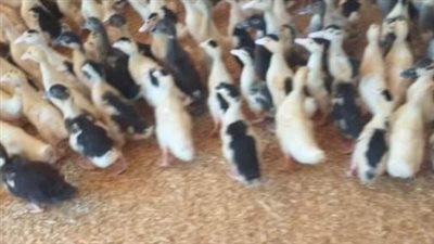 توزيع 900 «بطة مسكوفي» على الأسر المنتجة بقرية كفر بولين بالبحيرة