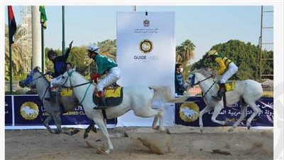 27 جوادا يتنافسون على جوائز مهرجان الخيول العربية الثالث بالجزيرة 