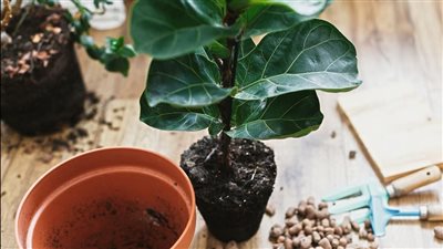 كيف تقوم بـ زراعة النباتات في المنزل على الوجه الأمثل؟