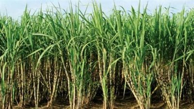 التموين تسدد 12 مليار جنيه مستحقات لمزارعي قصب السكر