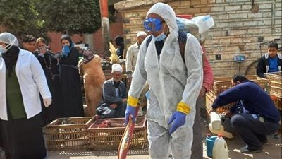 بيطري الدقهلية يشن حملة لتطهير الأسواق ومواجهة إنفلونزا الطيور 