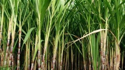 التموين تعلن حجم توريد القصب من المزارعين لموسم 2022