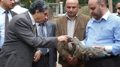 بالصور ... وزير البيئة يسلم تمساح ناهيا إلى حديقة الحيوان بالجيزة