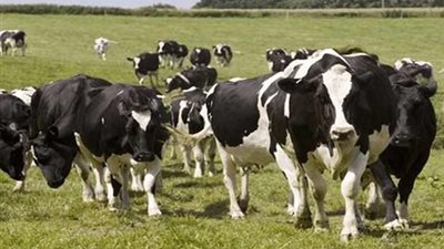 تفاصيل أسباب إلغاء شحنة البرازيل